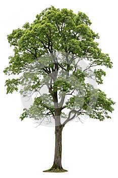 Isolated Tree on White Background