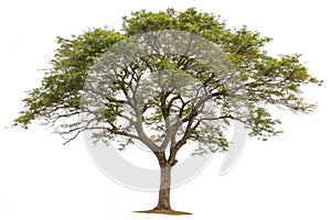 Isolated Tree on White Background
