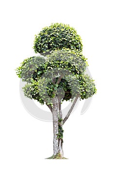 Isolated tree on White Background.