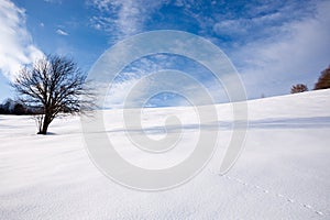 Isolated tree in winter season, nature background