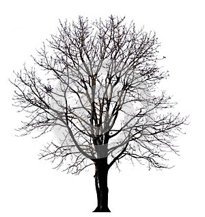 Isolated tree witout leave on white background photo