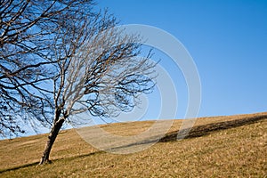 Isolated trees on blue sky. Minimal nature background