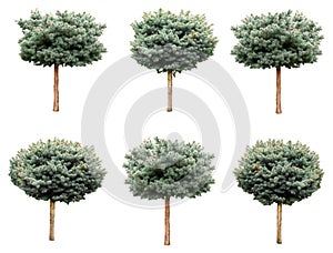 Isolated trees, blue spruce.