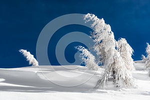 Isolated trees covered with snow