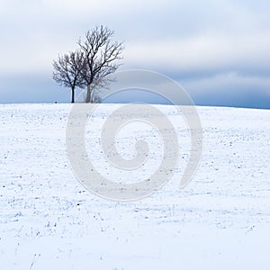 Isolated trees on the crest of a snow-capped volcano