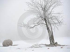 Isolated trees and forgotten bale of hay in the snow. Winter wonderland