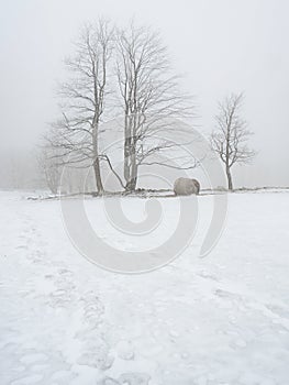 Isolated trees and forgotten bale of hay in the snow. Winter wonderland
