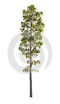 Isolated trees on white background