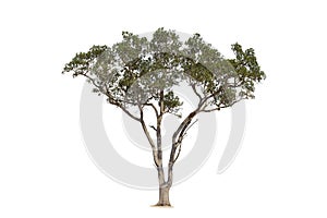 Isolated trees on white background