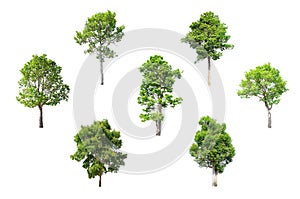 Isolated Trees on white background