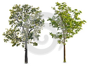 Isolated trees on white background