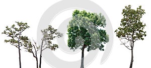 Isolated trees on white background , The collection of trees,Isolated trees of Thailand