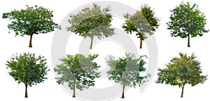 Isolated trees on white background , The collection of trees.