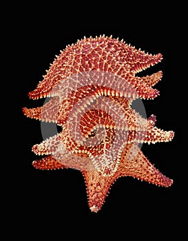 Isolated Tropical Clipped Starfish