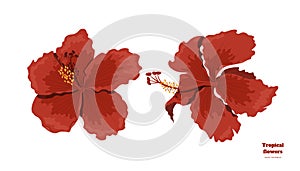 Isolated tropical flowers. Hibiscus image. Design elements. Exotic bud. Red floral plant in cartoon style. Jungle flora