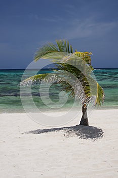 Isolated Tropical Island Tree