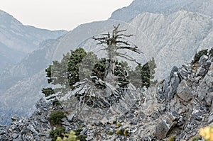 Isolated Trunk with Roots Out of the Rocky Ground. Old Tree on the Edge of the Cliff on a High Mountain of Crete Island, Greece