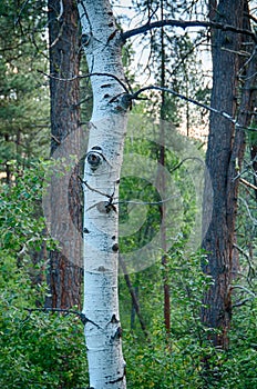 Isolated trunk of a White barked quaking aspen