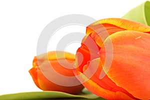 Isolated tulip