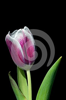 Isolated tulip on black background
