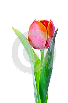 Isolated tulip flower photo