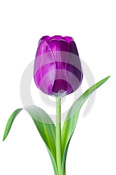 Isolated tulip flower