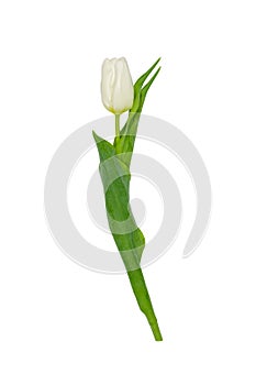 Isolated tulip on a white background with a bud