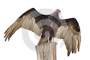 Isolated turkey vulture on wooden trunk