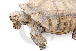 Isolated turtle as a metaphor for slowness and time management