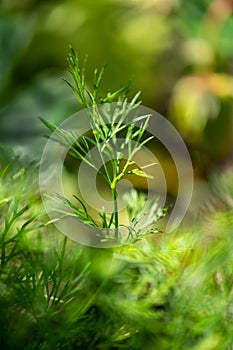 Isolated twig of organic dill Anethum graveolens in the garden