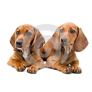 Isolated two Dachshund puppies / sitting