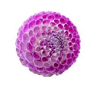 Isolated umbel of a purple Oreti Duke Dahlia flower