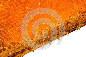 Isolated uncapped honeycomb with the honey on a white background