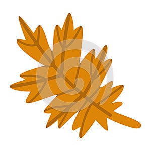 Isolated vector element. Autumn leaf. The print is used for packaging design, fabric. Autumn.
