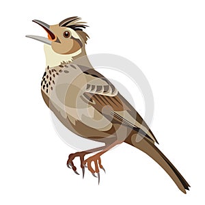 Isolated vector figure of a sitting singing lark photo