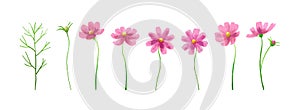 Isolated vector illustration of pink cosmos flowers. Hand painted watercolor background