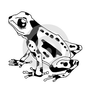 Isolated vector illustration of a tropical poison dart frog. Dendrobatidae . Ranitomeya amazonica. Flat cartoon style photo