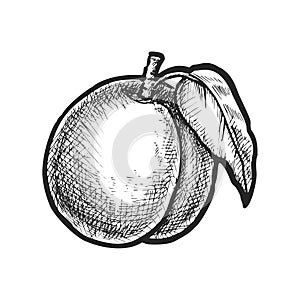 Isolated vector image of apricot or stone fruit