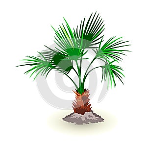Isolated vector image shows dwarf palmetto tree leaves