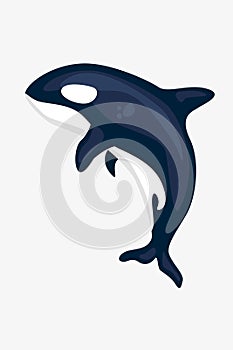 Isolated Vector killer whale (an orca) illustration