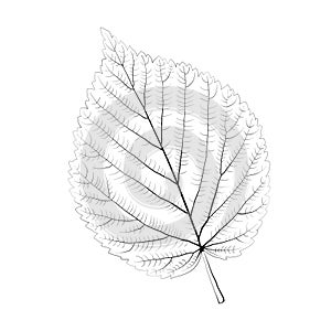 Isolated vector monochrome birch leaf.