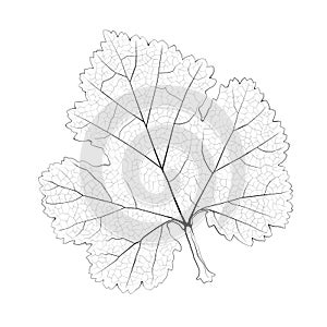 Isolated vector monochrome currant leaf.