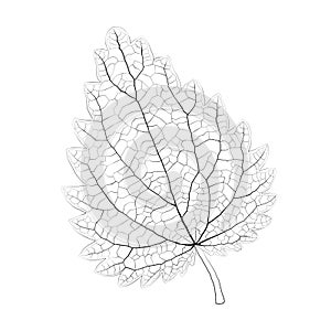 Isolated vector monochrome nettle leaf.