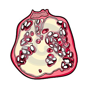 Isolated vector pomegranade