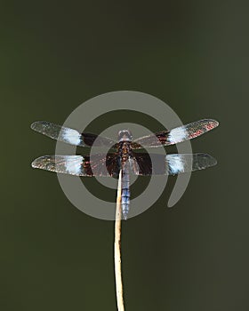 Male widow skimmer dragonfly Libellula luctuosa