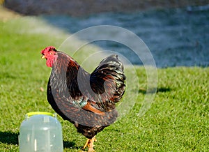 Isolated view of a cockerel seen drinking from a water dispensing in a garden.