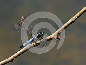 Isolated blue dasher dragonfly Pachydiplax longipennis