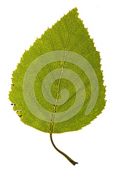 Isolated vine leaf