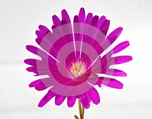 Isolated violet flower closeup