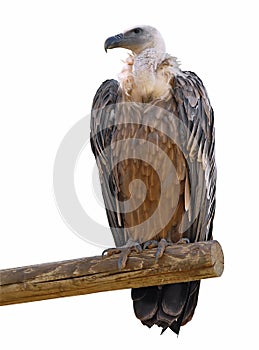 Isolated vulture on branch